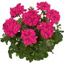 Afbeelding van Geranium Hang P12 Double Medio Rita